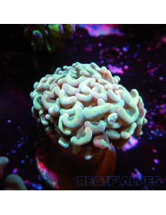 copia de EUPHYLLIA ANCORA ULTRA