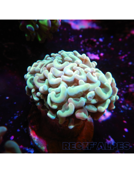 copia de EUPHYLLIA ANCORA ULTRA