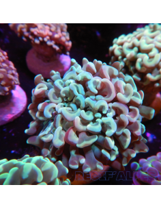 copia de EUPHYLLIA ANCORA ULTRA 2