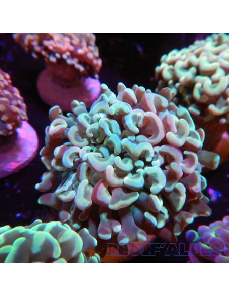 Euphyllia ancora Green