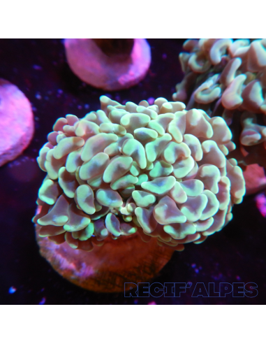 copia de EUPHYLLIA ANCORA ULTRA