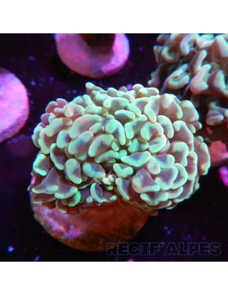 copia de EUPHYLLIA ANCORA ULTRA