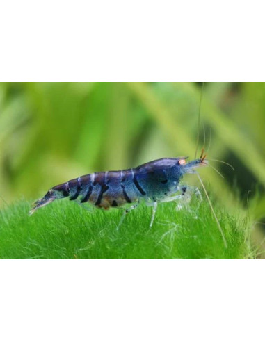 CARIDINA CF CANTONENSIS Blue tiger, orange eyes