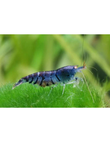 CARIDINA CF CANTONENSIS Blue tiger, orange eyes
