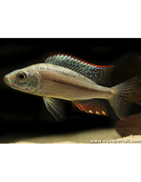 copy of DIMIDIOCHROMIS COMPRESSICEPS