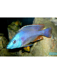 copia de DIMIDIOCHROMIS COMPRESSICEPS