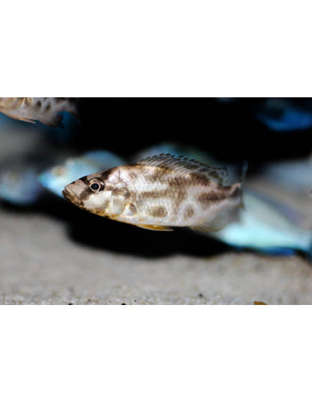 NIMBOCHROMIS LIVINGSTONI / LE COUPLE  XL