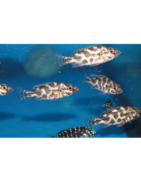 copy of NIMBOCHROMIS LIVINGSTONI
