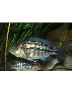 copia de PROTOMELAS TAENIOLATUS RED EMPRESS 2