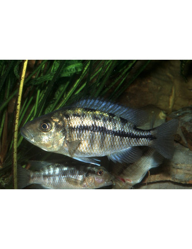 copy of PROTOMELAS TAENIOLATUS RED EMPRESS