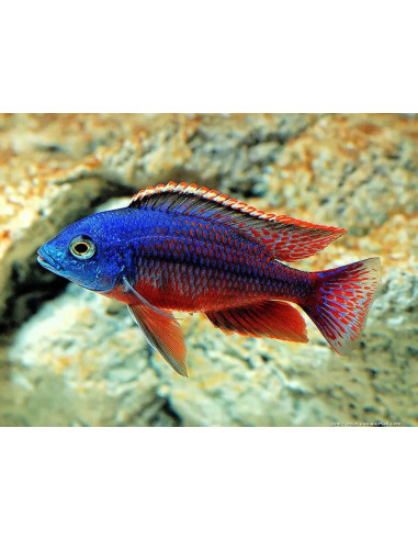 PROTOMELAS TAENIOLATUS NAMALENJE XL / LE COUPLE