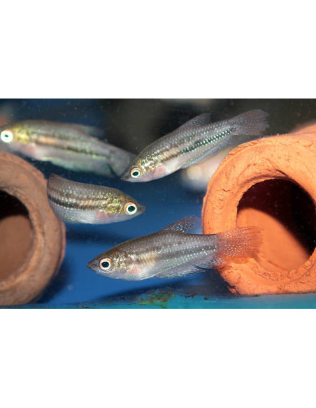 TRICHOPSIS VITTATUS