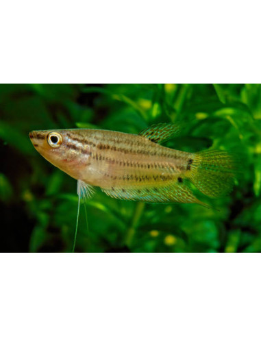 TRICHOPSIS VITTATUS