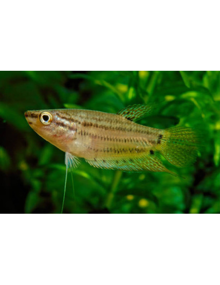 TRICHOPSIS VITTATUS