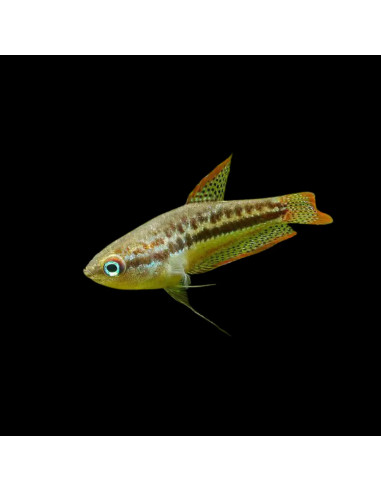 TRICHOPSIS VITTATUS