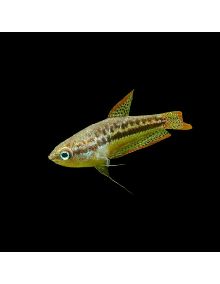 TRICHOPSIS VITTATUS