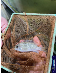 copia de copia de PSEUDOTROPHEUS CRABRO