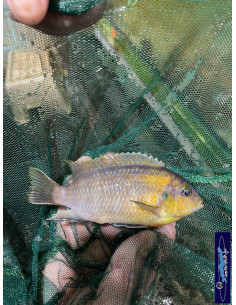 copia de copia de PSEUDOTROPHEUS CRABRO 2