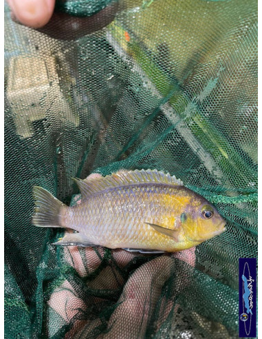 TROPHEOPS SP RED CHEEK MAKOKOLA REEF AVEC FEMELLE OB  XL / LE COUPLE