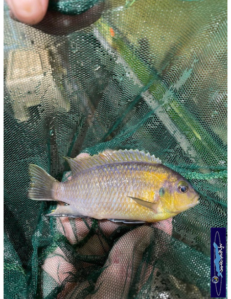 copy of copy of PSEUDOTROPHEUS CRABRO