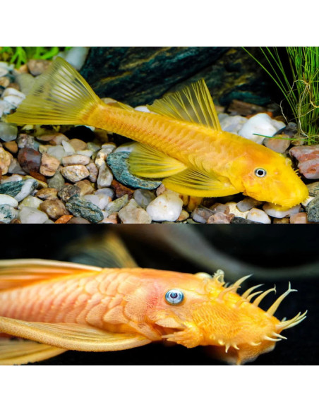 ANCISTRUS TEMMINCKI LEUCITIC L144