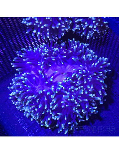 HETERACTIS MAGNIFICA XL