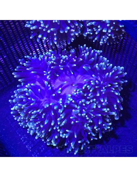 copia de HETERACTIS MALU YELLOW