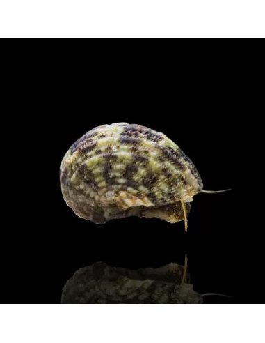 copia de TURBO BRUNNEUS