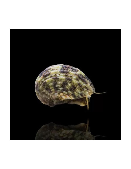 copia de TURBO BRUNNEUS
