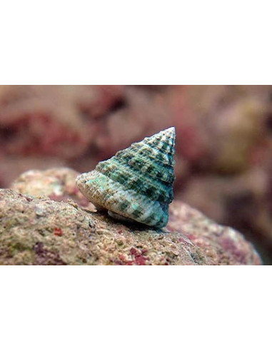 Tectus fenestratus