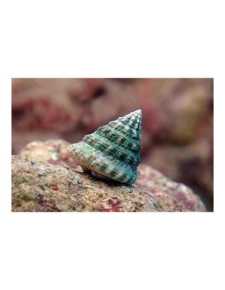 Tectus fenestratus