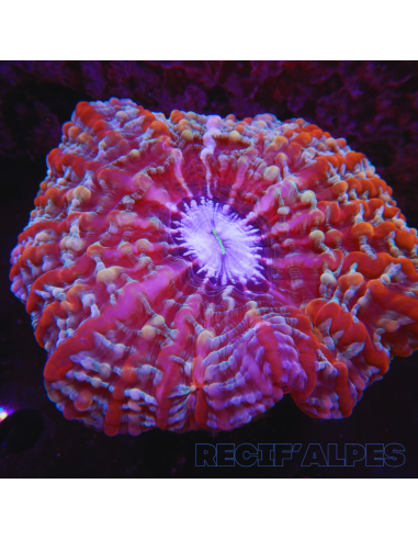 Acanthophyllia