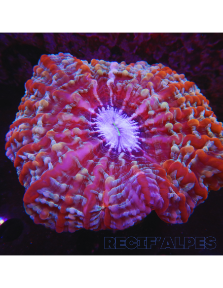 Acanthophyllia