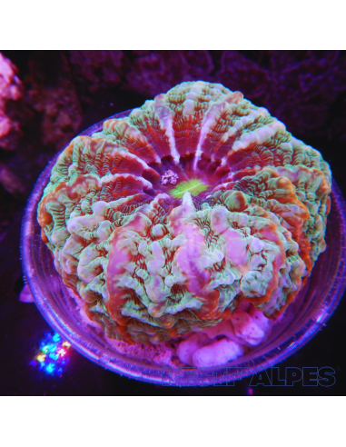 copia de Acanthophyllia