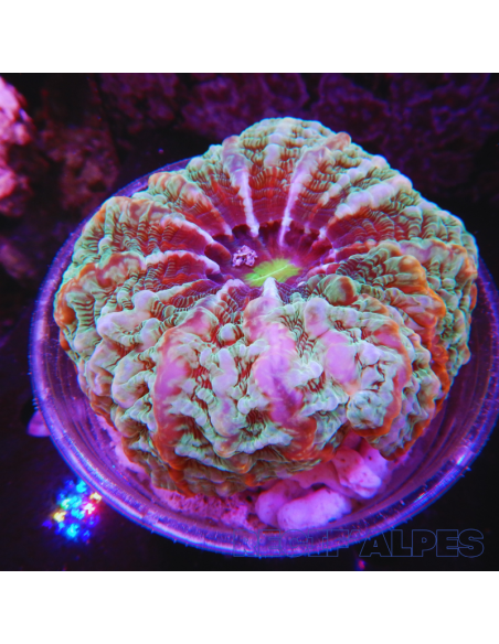 copia de Acanthophyllia