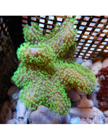 copia de SARCOPHYTON SPP GREEN