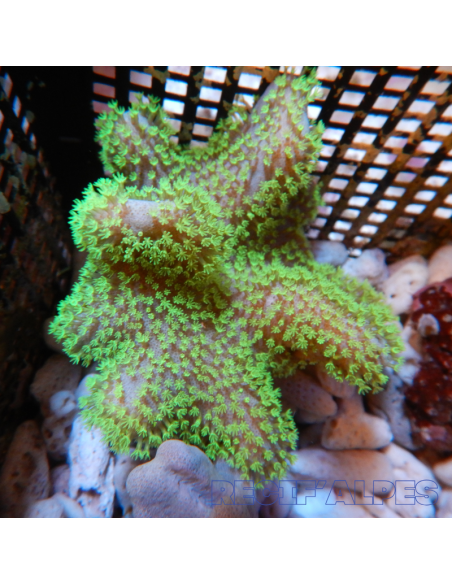 copia de SARCOPHYTON SPP GREEN