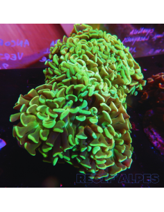 Euphyllia ancora Green XL