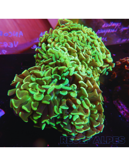 copia de copia de EUPHYLLIA ANCORA ULTRA
