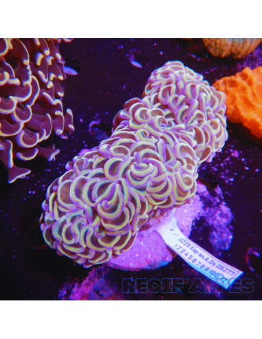 Euphyllia ancora  HOLOGRAMME