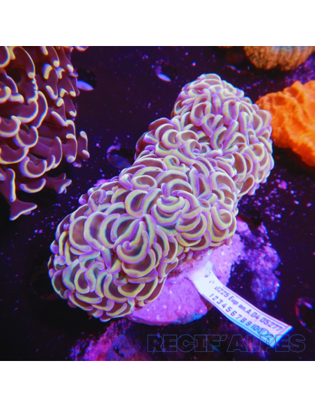Euphyllia ancora  HOLOGRAMME