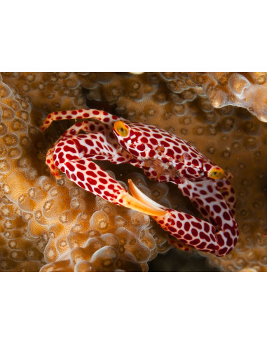 Trapezia rufopunctata