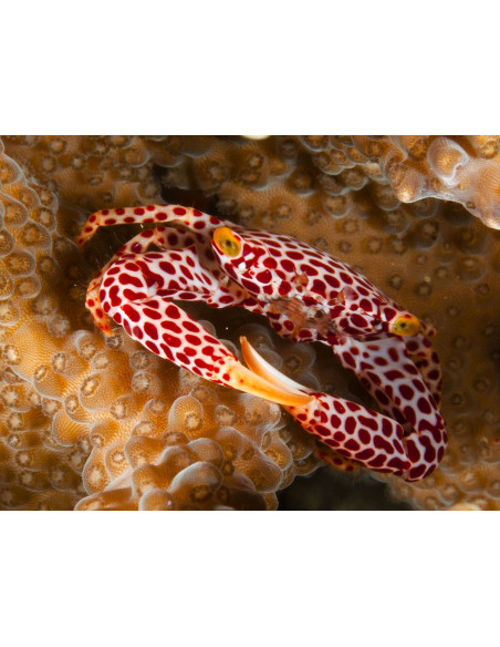 Trapezia rufopunctata