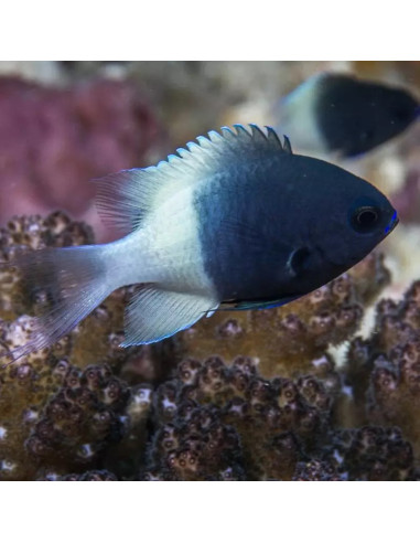 Chromis dimidiata