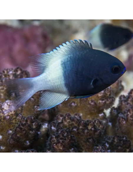 Chromis dimidiata