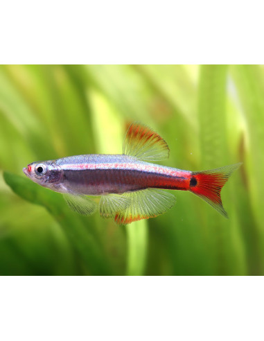 TANICHTHYS ALBONUBES LONG VOILE