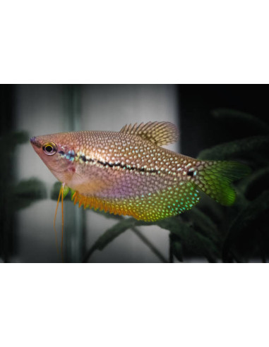 copia de TRICHOGASTER LEERI