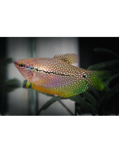 copia de TRICHOGASTER LEERI