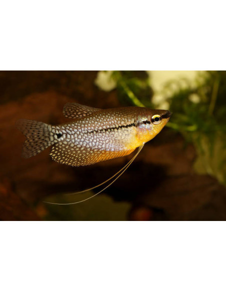 copia de TRICHOGASTER LEERI