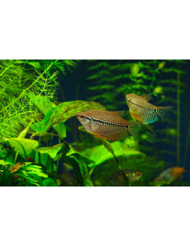 copia de TRICHOGASTER LEERI